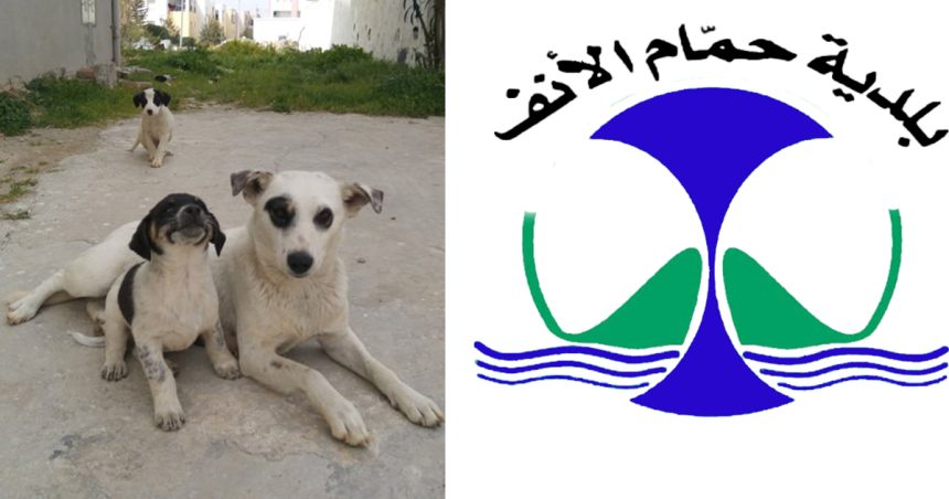Chiens errants : La municipalité de Hammam-Lif met fin à l’abattage et adopte le programme TNR