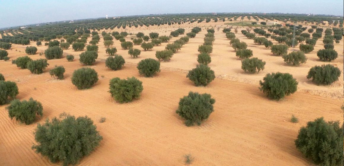 Tunisie : hausse de 11% de la production d’huile d’olive