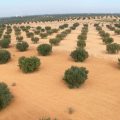 Les agriculteurs tunisiens redoutent une 4e année consécutive de sécheresse