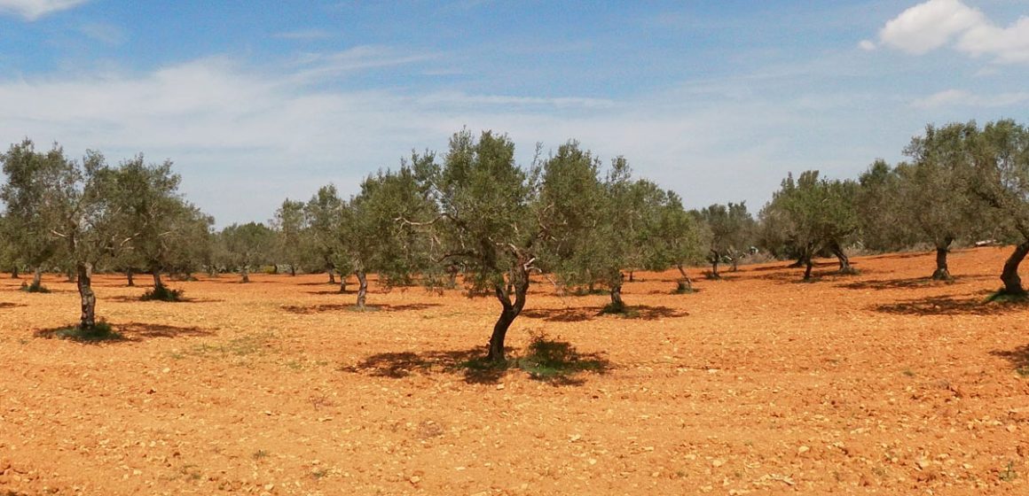 Tunisie : les prix des olives augmentent de 48% en octobre 2023