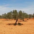 La production et la promotion des produits agricoles biologiques en Tunisie