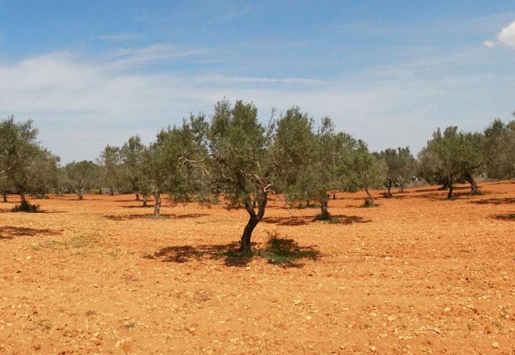 La production et la promotion des produits agricoles biologiques en Tunisie
