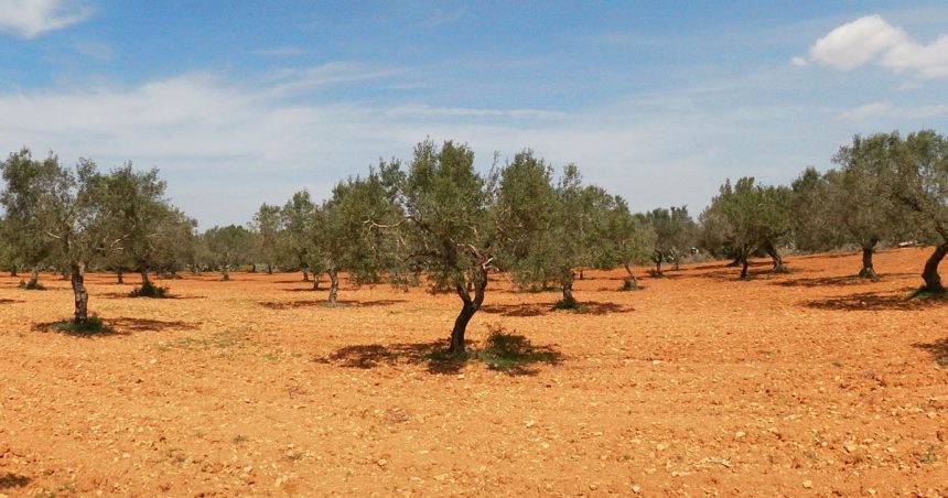 L’huile d’olive tunisienne sur les marchés internationaux : des opportunités d’investissement à explorer