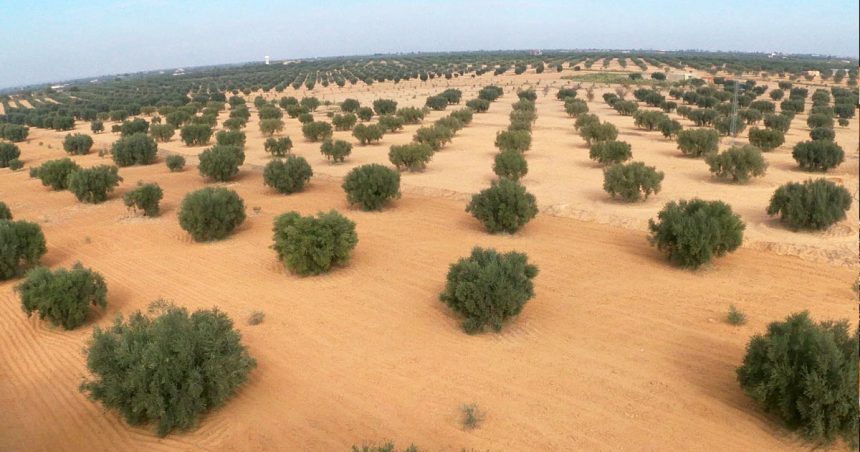 Planter des oliviers ou construire des hôtels?