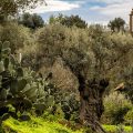 La Journée mondiale de l’olive célébrée le 26 novembre