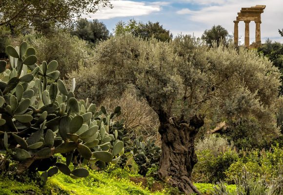 La Journée mondiale de l’olive célébrée le 26 novembre