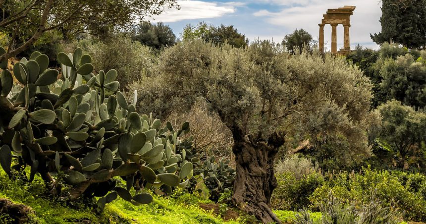 La Journée mondiale de l’olive célébrée le 26 novembre