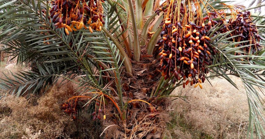 Kébili : l’exploitation des eaux non renouvelables dépasse 270%
