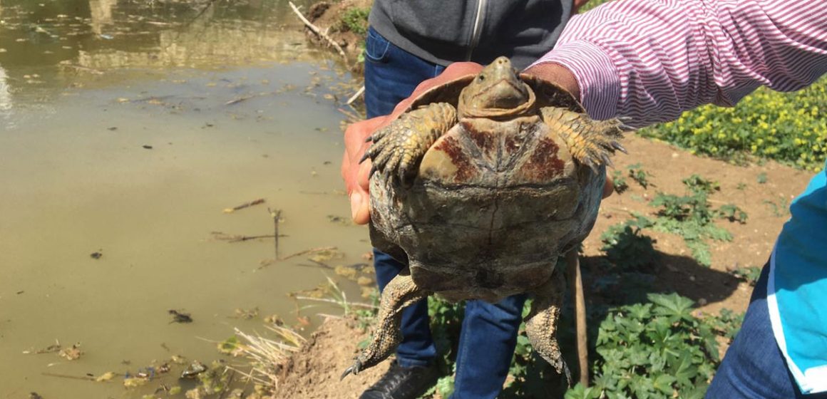 Sécheresse en Tunisie : 26 tortues en détresse secourues au barrage Oued Chiba