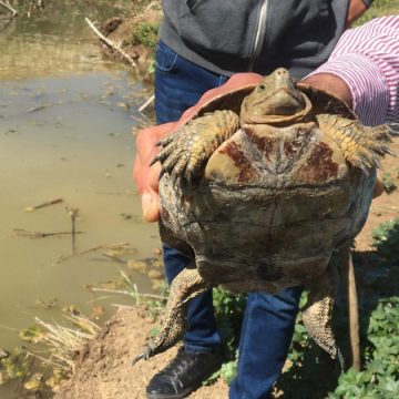 Sécheresse en Tunisie : 26 tortues en détresse secourues au barrage Oued Chiba