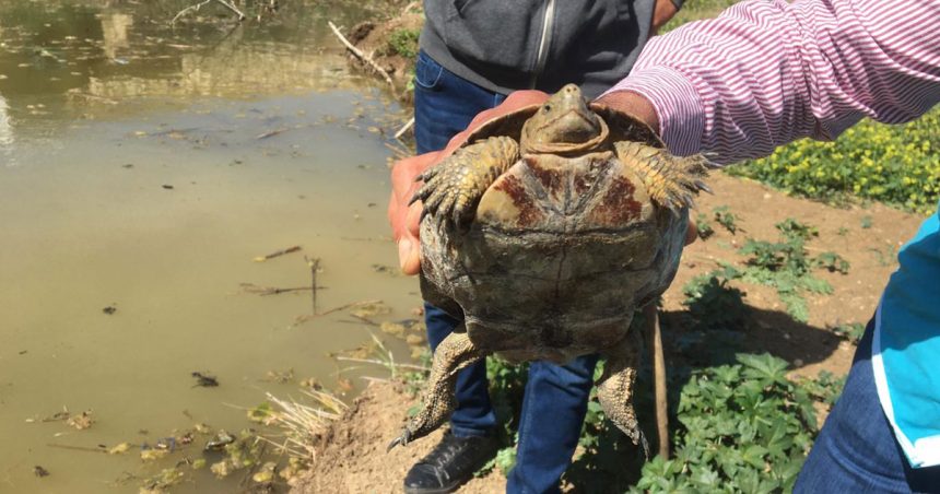 Sécheresse en Tunisie : 26 tortues en détresse secourues au barrage Oued Chiba