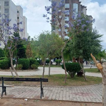 Abattage illégal d’arbres à Sousse : La municipalité saisit la justice (Photos)