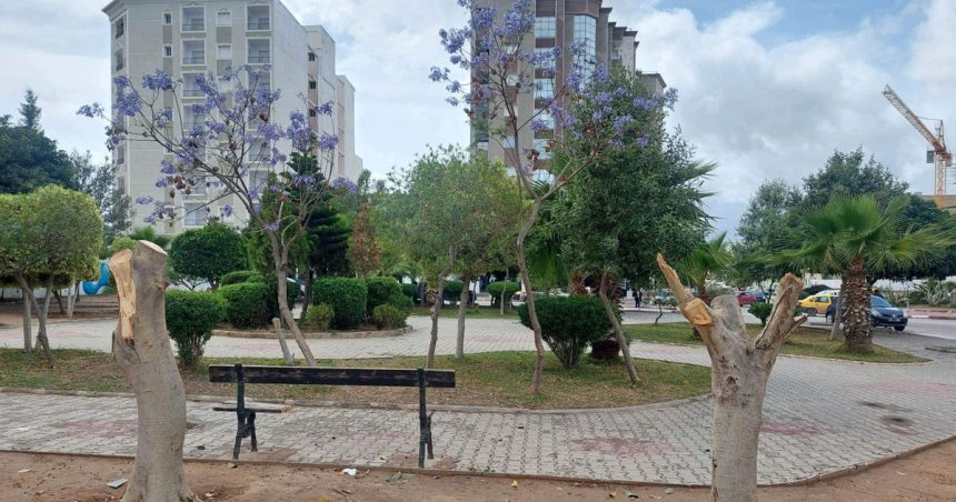 Abattage illégal d’arbres à Sousse : La municipalité saisit la justice (Photos)
