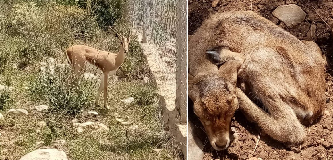Siliana : Naissance de deux gazelles de l’Atlas dans la réserve de Jebel Serj