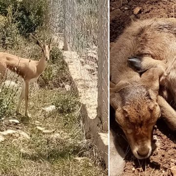 Siliana : Naissance de deux gazelles de l’Atlas dans la réserve de Jebel Serj