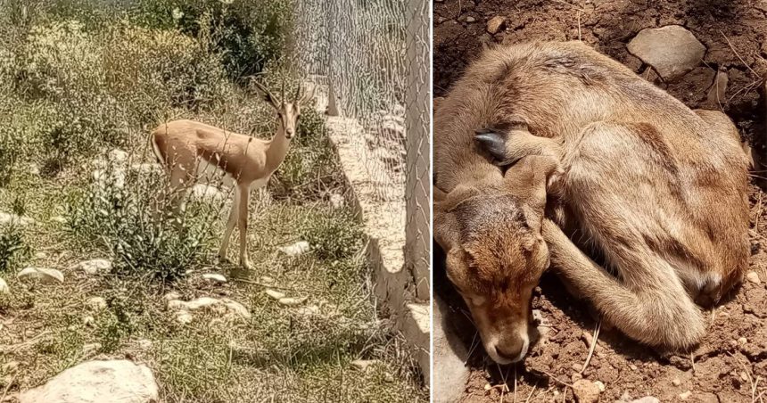Siliana : Naissance de deux gazelles de l’Atlas dans la réserve de Jebel Serj