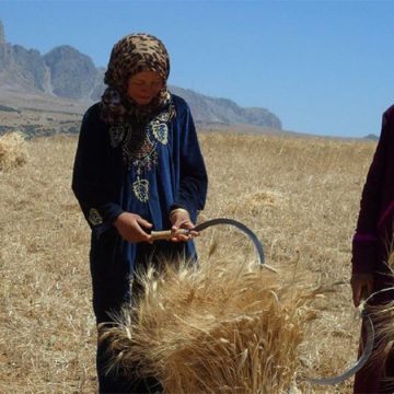 Cinéma tunisien : « Couscous, les graines de la dignité », réflexion sur la dépendance alimentaire