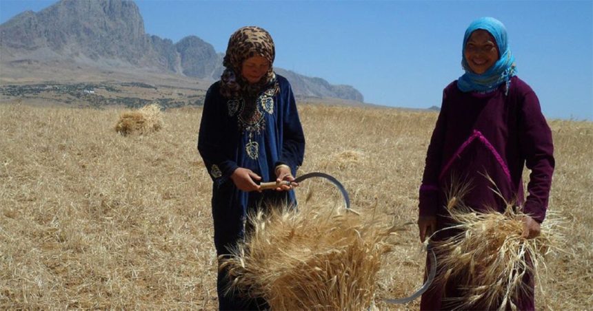 Cinéma tunisien : « Couscous, les graines de la dignité », réflexion sur la dépendance alimentaire