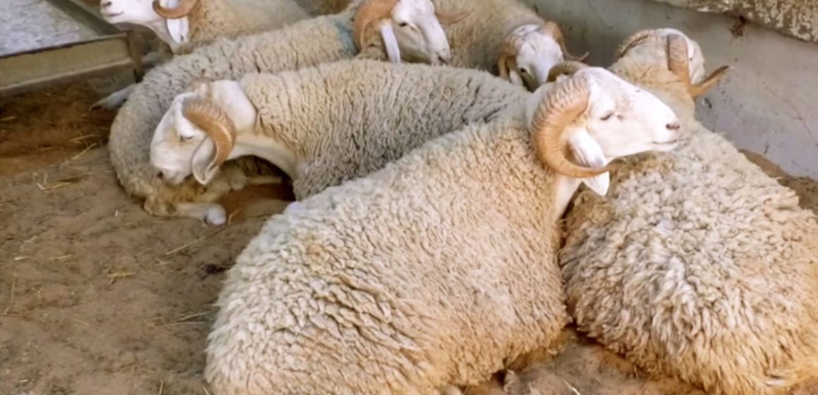 Les Tunisiens ont du mal à acheter des moutons pour l’Aïd