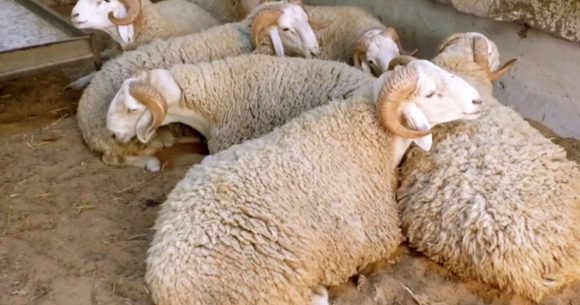 Aïd El-Adha | Saisies de 1.2 tonne de viandes avariées (INSSPA)