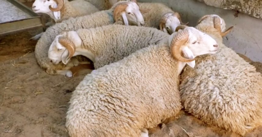 Les Tunisiens ont du mal à acheter des moutons pour l’Aïd