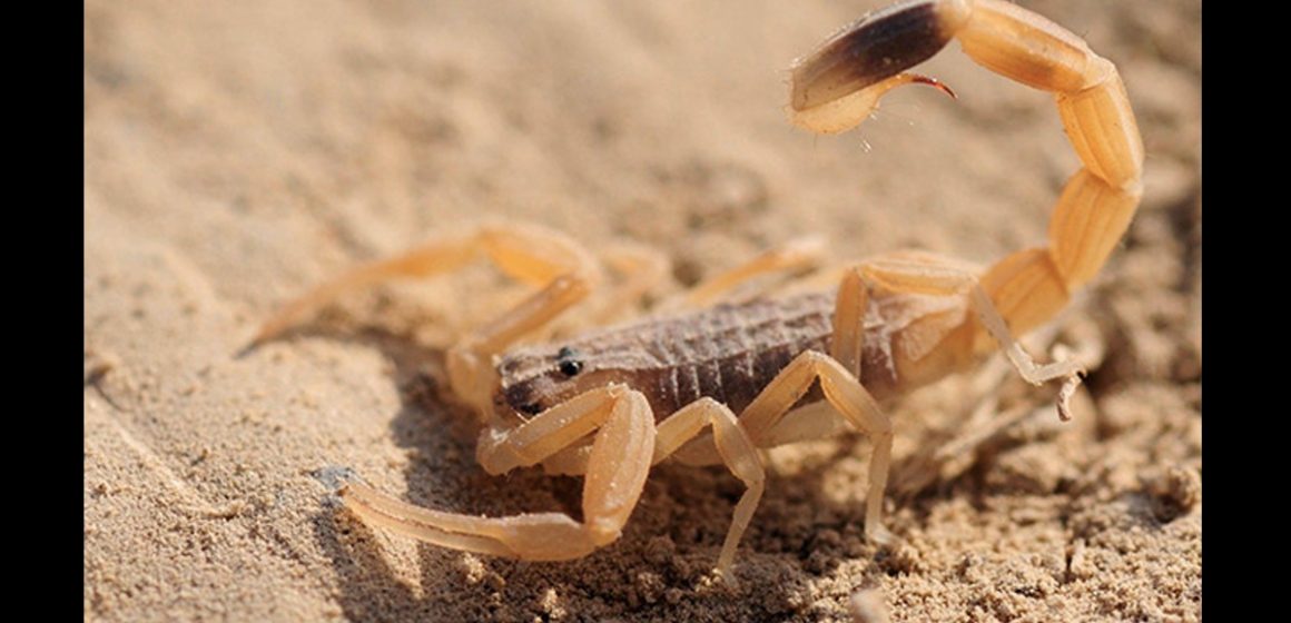 Drame à Haffouz : Un enfant meurt après une piqûre de scorpion