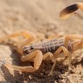 Drame à Haffouz : Un enfant meurt après une piqûre de scorpion