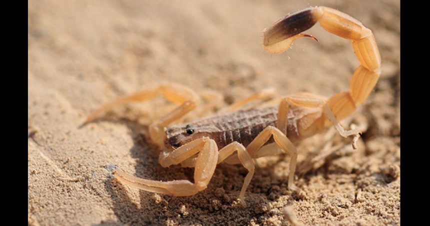 Drame à Haffouz : Un enfant meurt après une piqûre de scorpion