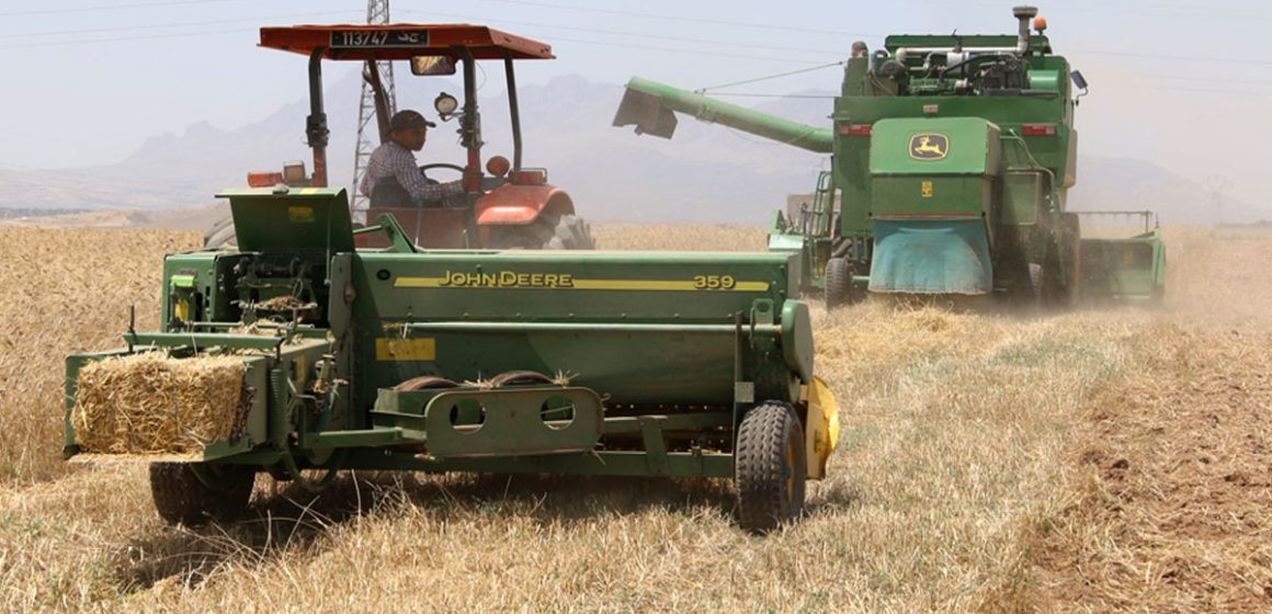La Tunisie réoriente sa stratégie agricole vers la production céréalière  