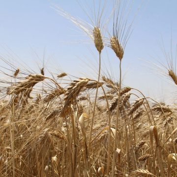 L’agriculture attire 4,4% des prêts de la Banque centrale de Tunisie