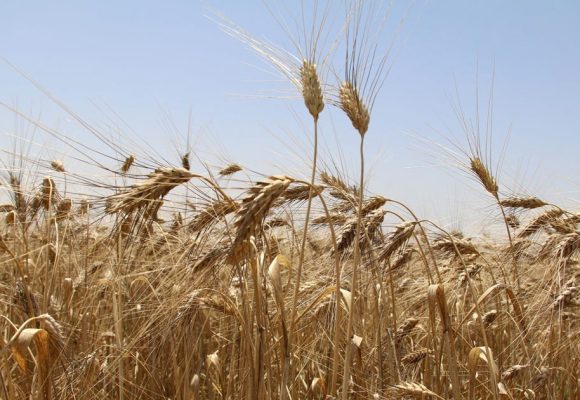 L’agriculture attire 4,4% des prêts de la Banque centrale de Tunisie