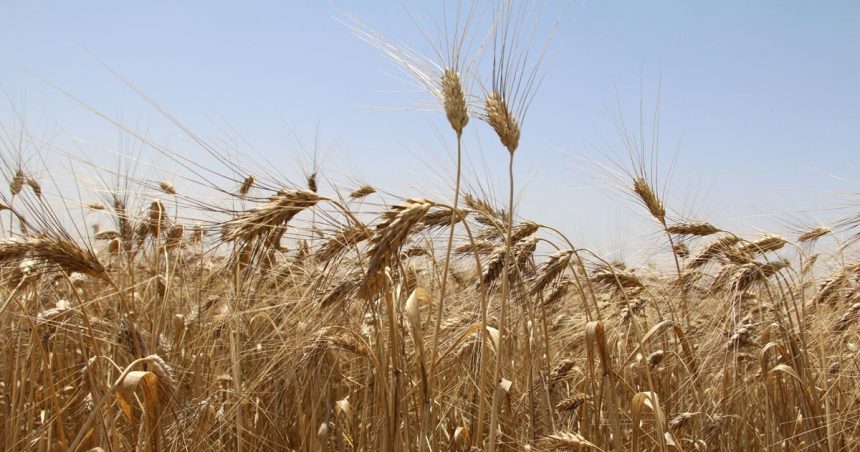 L’agriculture attire 4,4% des prêts de la Banque centrale de Tunisie
