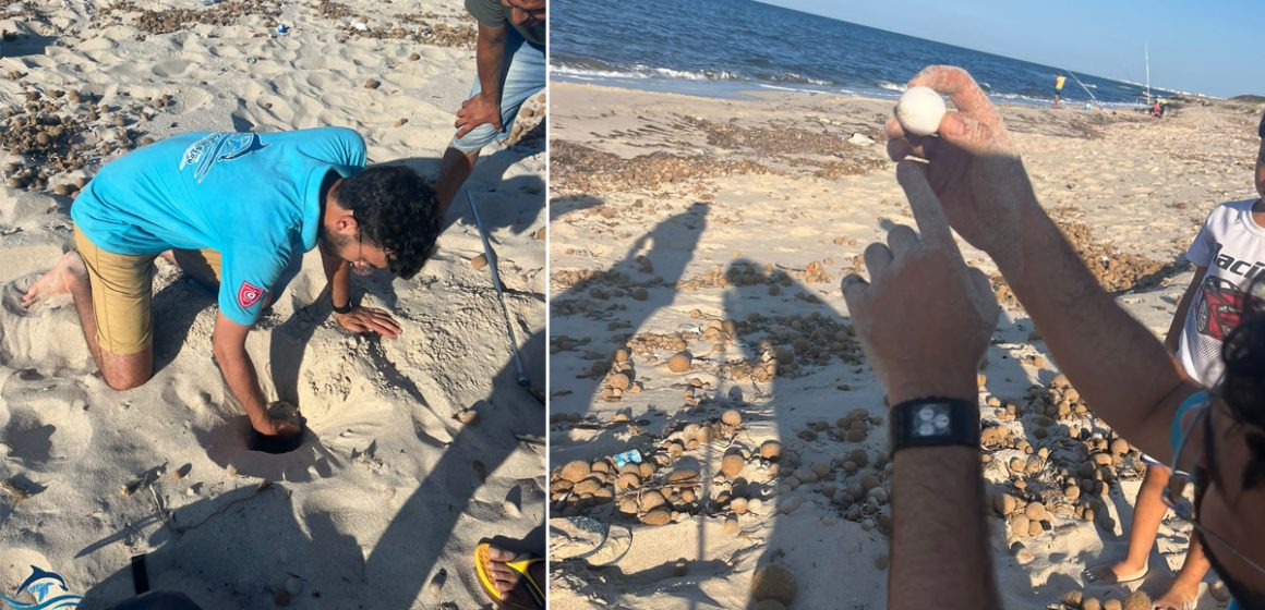 Tunisie : 14 nids de tortues caouannes découverts sur les plages de Mahdia (Photos)