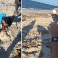 Tunisie : 14 nids de tortues caouannes découverts sur les plages de Mahdia (Photos)