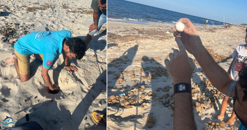 Tunisie : 14 nids de tortues caouannes découverts sur les plages de Mahdia (Photos)