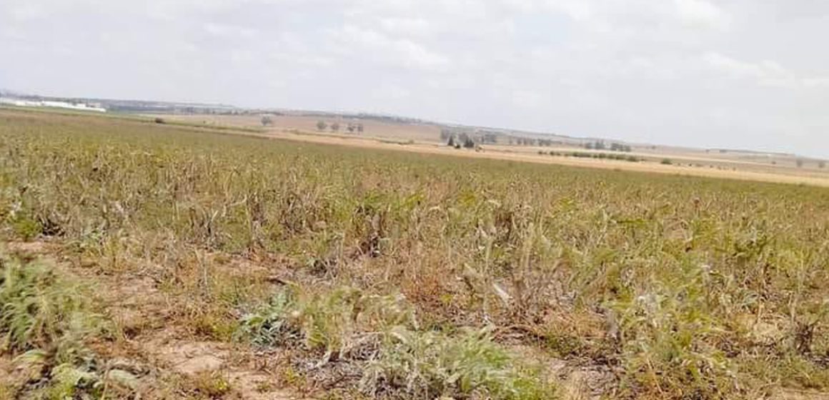 Tunisie : Récupération d’une terre domaniale agricole à la Manouba