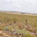 Tunisie : Récupération d’une terre domaniale agricole à la Manouba