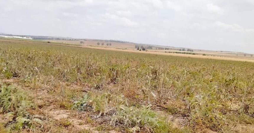 Tunisie : Récupération d’une terre domaniale agricole à la Manouba
