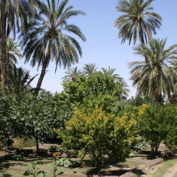 Tunisie : les agriculteurs de Gafsa protestent contre les coupures d’eau  
