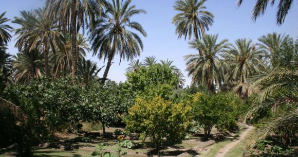 Oasis Tunisie | L’adaptation des oasis au changement climatique