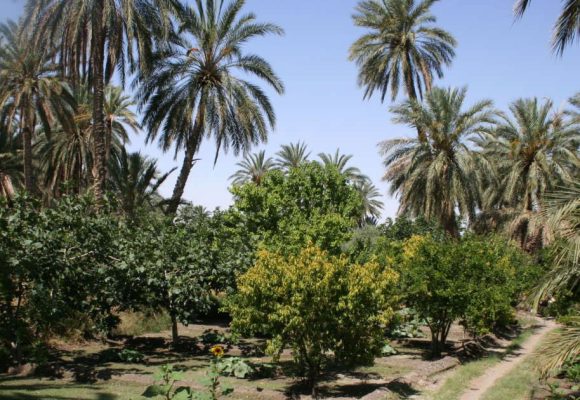 Oasis Tunisie | L’adaptation des oasis au changement climatique