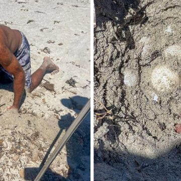 Tunisie : découverte de 14 nids de tortues de l’espèce protégée Caretta Caretta