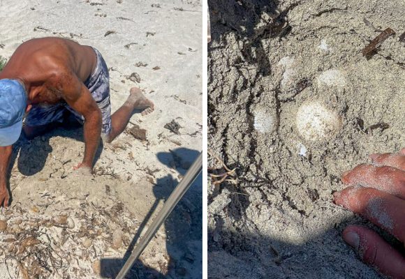 Tunisie : découverte de 14 nids de tortues de l’espèce protégée Caretta Caretta