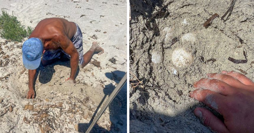 Tunisie : découverte de 14 nids de tortues de l’espèce protégée Caretta Caretta