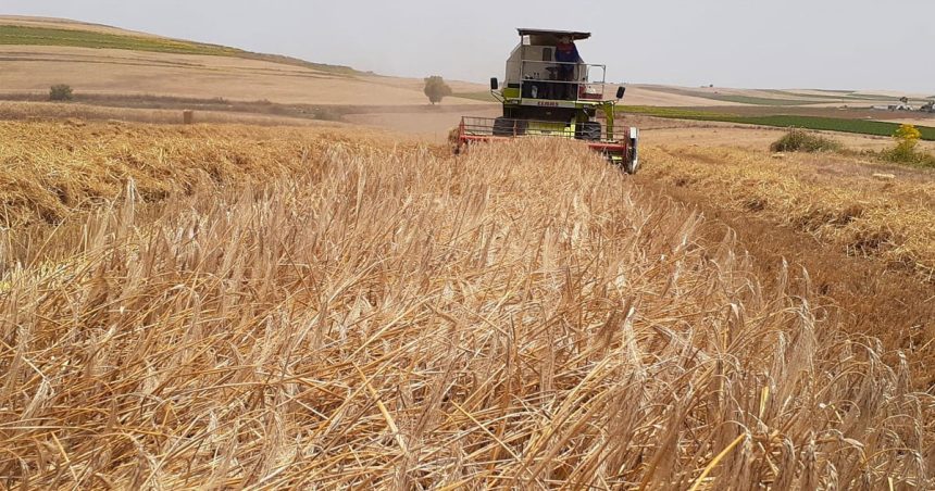 Crise du secteur céréalier en Tunisie : grande crise, petites mesures  