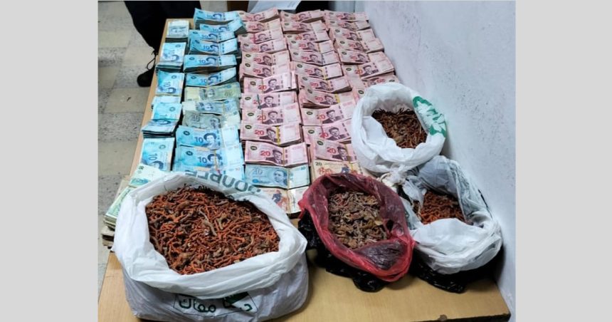 Tunisie: Saisie de 7 Kg de corail et de 104.000 dinars à Menzel Bourguiba