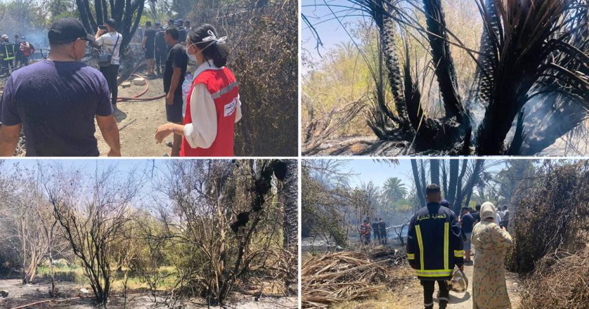 L’incendie à Gafsa maîtrisé : 3.5 hectares de végétation ravagés