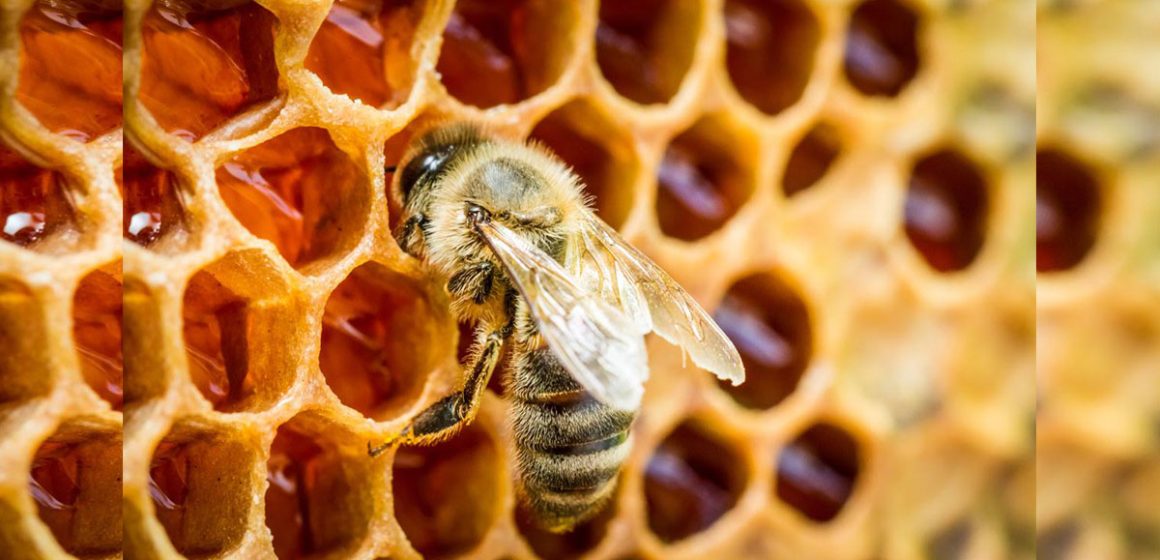 Les spécificités qui distinguent les ruches Dadant