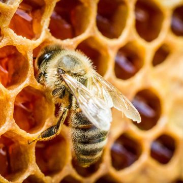 Les spécificités qui distinguent les ruches Dadant