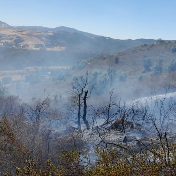 Jendouba : Un incendie de forêt maîtrisé à Ghardimaou